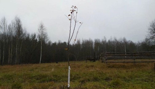 Как сохранить молодых яблонь в зимний период: надежные способы защиты