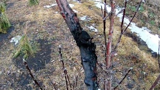 Как избежать потерь при осенней обработке саженцев: секреты от профессионала