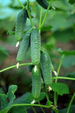 Огурец Ирлэнд: идеальный партенокарпик для вашего тепличного урожая