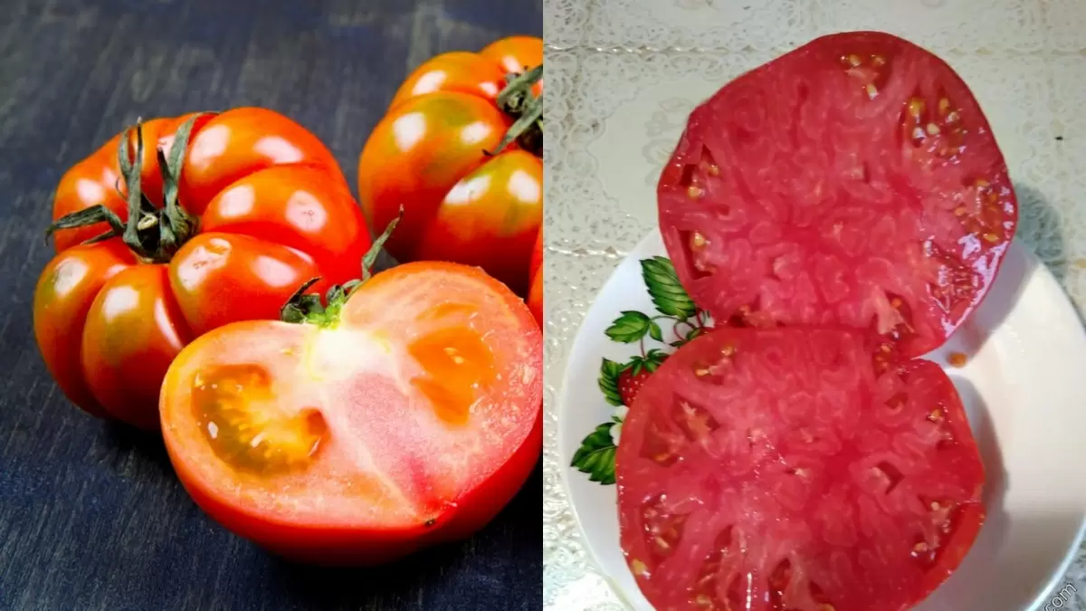 Секреты успешного выращивания мясистых томатов: 9 сортов, которые вас порадуют