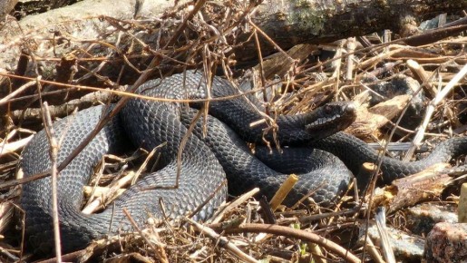 8 апреля в Йошкар-Оле в окрестностях ж/д рядом с мостом через Малую Кокшагу нашли более сотни змей, среди которых были как ужи, так и гадюки