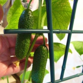 Огурец Квартирант: ваш новый фаворит для домашнего огорода