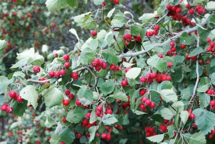 ������� �������: ��� ��������� ��������� � ������ � ���������