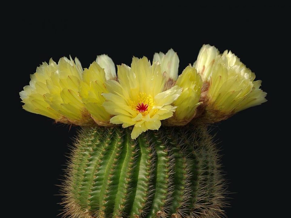 ��� ��������� ������ ��������: ������� ����������� ����� � �������