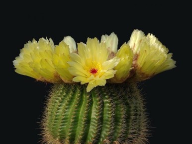 ��� ��������� ������ ��������: ������� ����������� ����� � �������