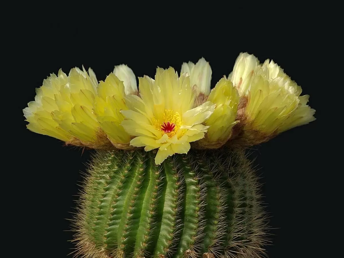 Как заставить кактус зацвести: секреты правильного ухода и зимовки