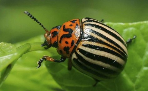 ��� ���������� �������� � ����������� �����: ������� ������� � ����������� ������