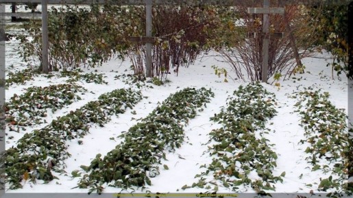 ��� ��������� ������ �������� �� ����: �������� ������ � �������� ������