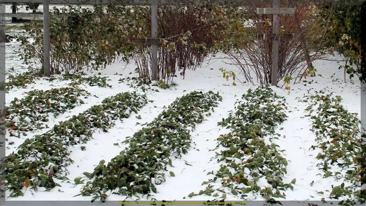 Как правильно укрыть клубнику на зиму: основные ошибки и полезные советы