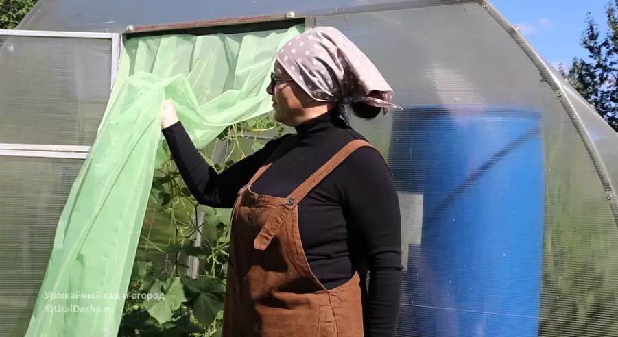Как москитная сетка помогла справиться с белокрылкой в теплице