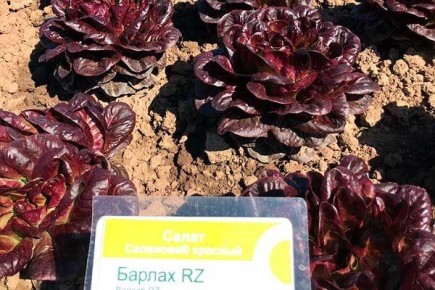 Салат Барлах: как новый сорт завоевывает огороды России