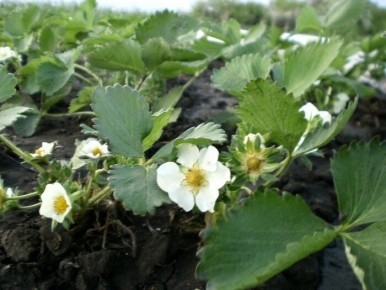 Май для клубники: три важных дела для щедрого урожая