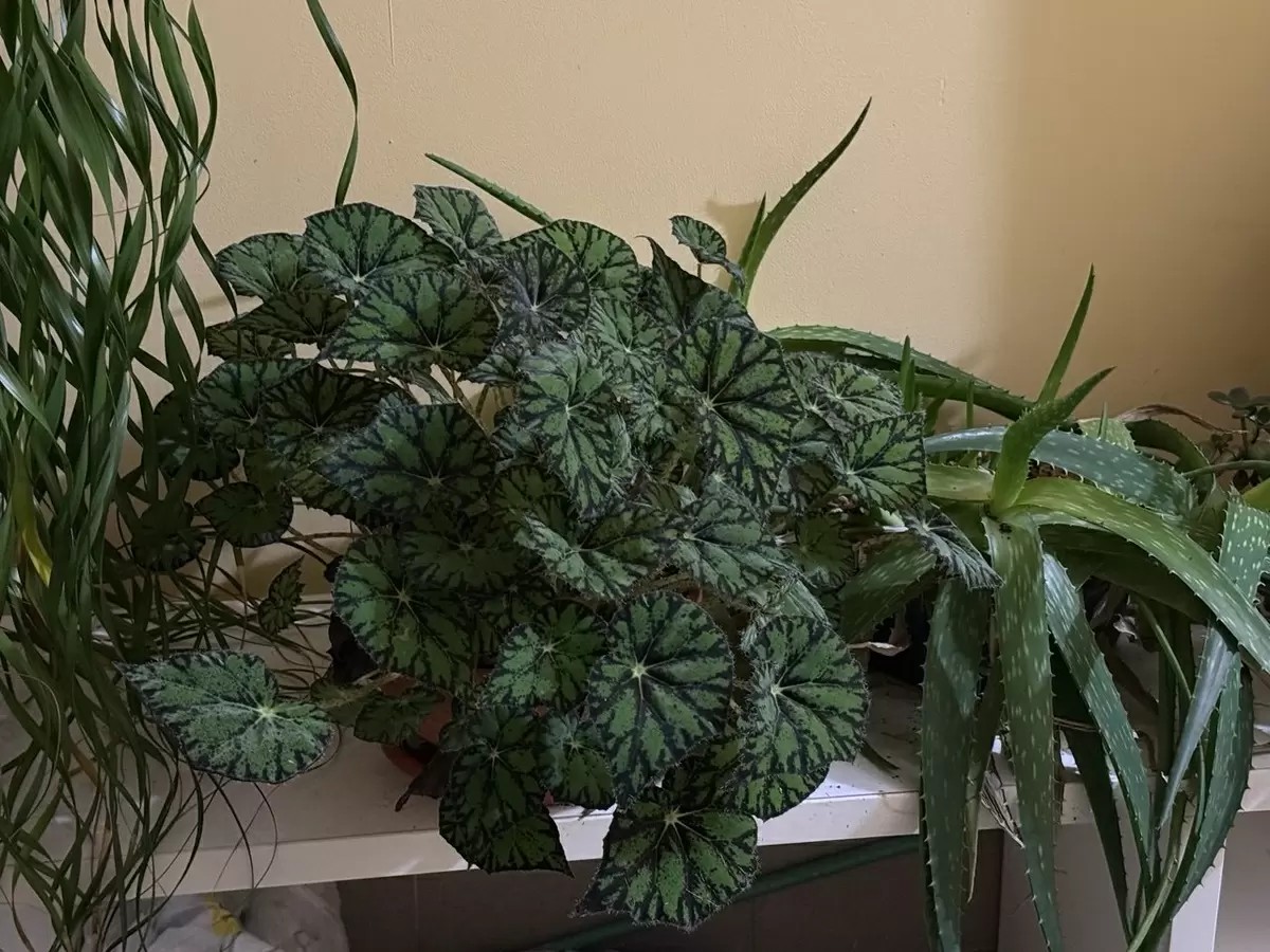 Погружение в мир бегоний: необычные сорта и уход за ними