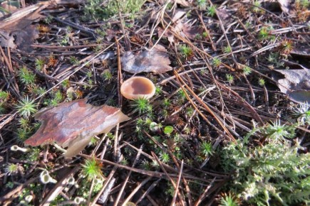 ������� ������� ��������� ����������� �������� ������� �������, ��� � ����� ����� �� ������ ���������� ������ �����