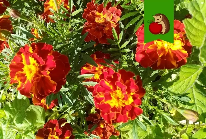 Где не следует сажать бархатцы в вашем огороде?