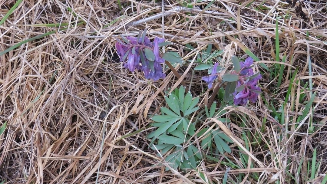 В Марий Эл открыт сезон первоцветов