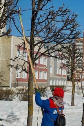 В Йошкар-Оле завершились работы по омолаживающей обрезке крон деревьев
