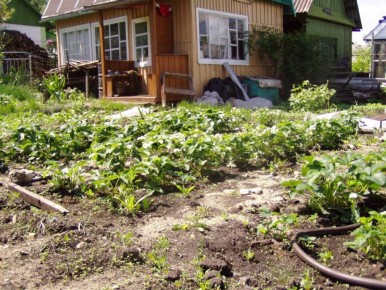 Как дачникам избежать неприятностей с позвоночником во время садовых работ