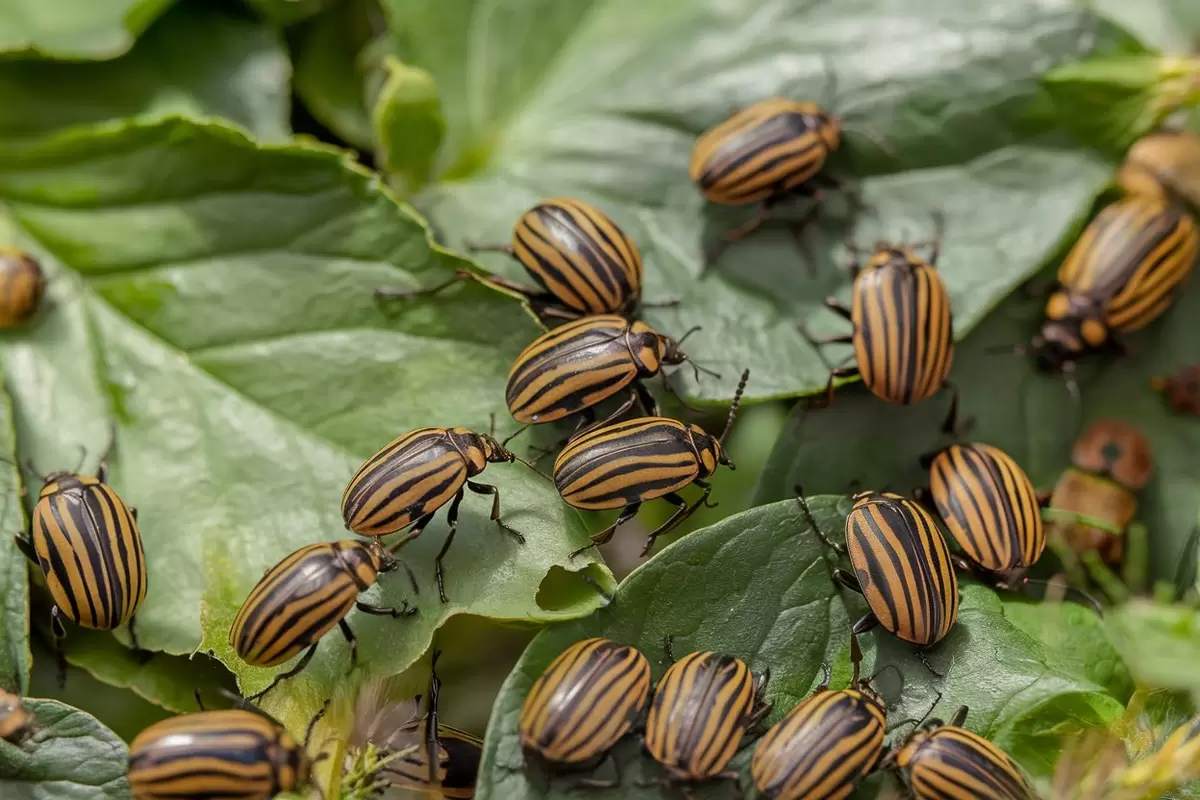 Как спасти картошку от колорадского жука: хитрости без химии