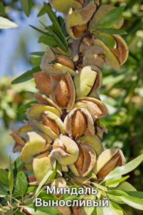 Как правильно выбрать и посадить миндаль: гарантированный урожай
