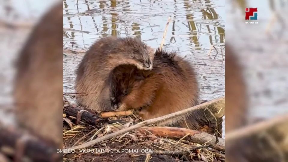 ��������� ������ �������� � ������-���