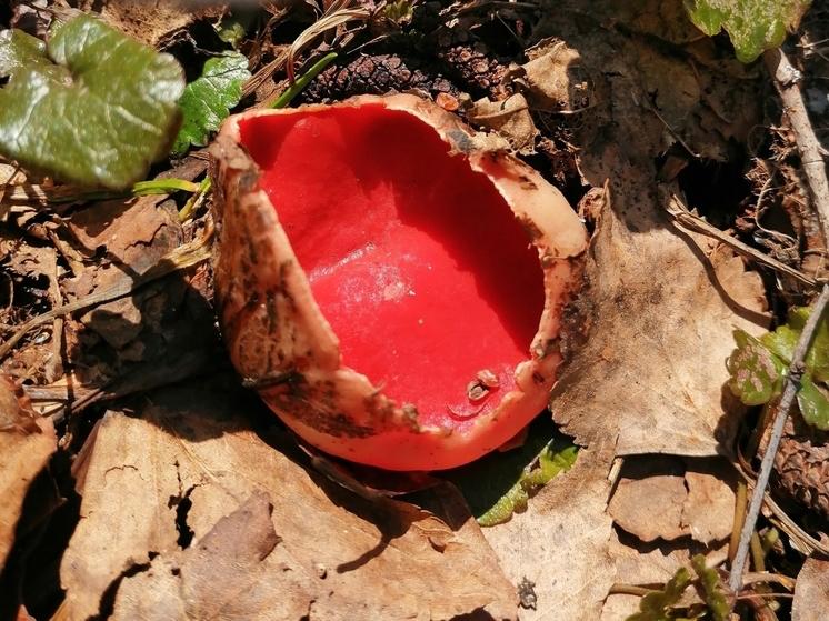 В лесах Марий Эл стартует новый грибной сезон