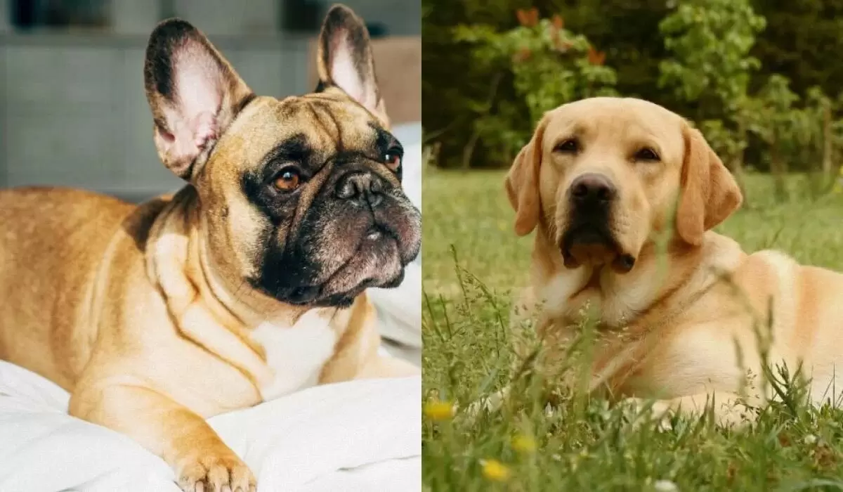 Спокойные собаки для вашего уюта: 13 идеальных пород для комфортного отдыха