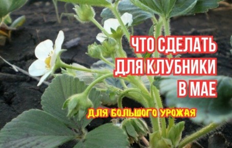 ��� ���������� ������ ������ �������� � ���: ��� ������� ������ ��� ���������