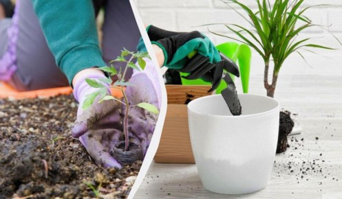 ������� �� ����: ��� ������ � ����� ������ ��� ���������