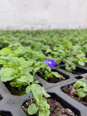 ������ ����� ��� ����� �������� "��������" �� ��������� ��������