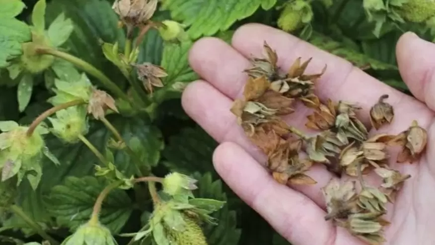 Как эффективно бороться с земляничным долгоносиком: секреты осенней обработки