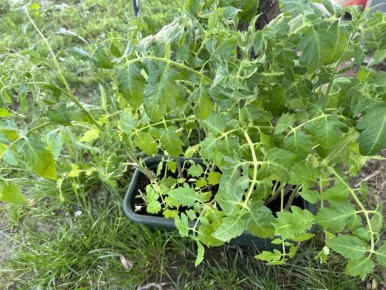 Весна в саду: какие овощи и зелень пора сажать уже сейчас