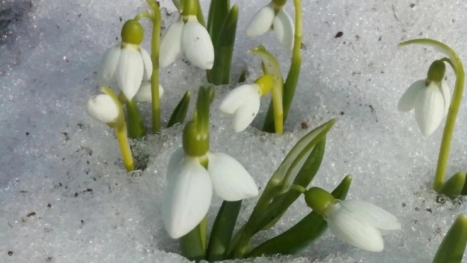 ��� � ����� �� ������������ ����������� �� ������ �12 �������