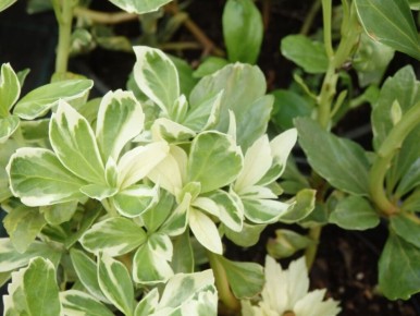 ����������: ��� ������� ������� ����� � �������� ������� ������ ����