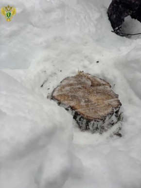 ����������� ������ ������ ��������� ������� �� ���������� ������� ��������