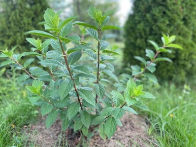 ��� ������ ���������� ��������: ������� ������ ��� ��������� ��������