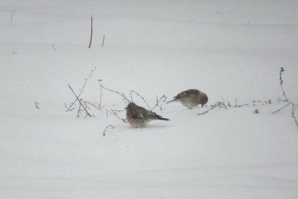 ��������� ����������� ���� � ����� �� ��������� ����� ������, ����������� �� ����� ����