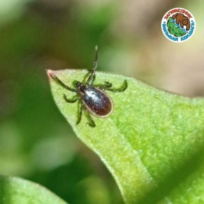 �������� �� �������� ��������, � ����� �� ��� ������� ����� ���������� ������