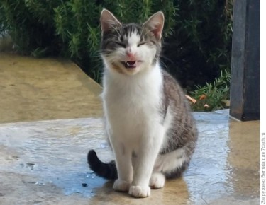 ����� � ������������: ������� � ������, ��������� � ��������� �����������