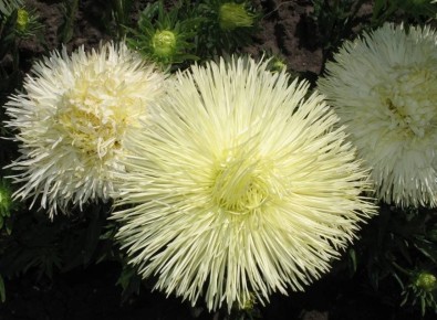 ����� ����������: �������� � ����� � ������������ ������ ��� ������ ����