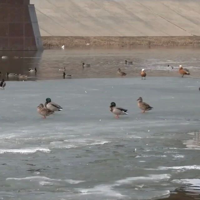 ������ ����! ������������� �������� ���