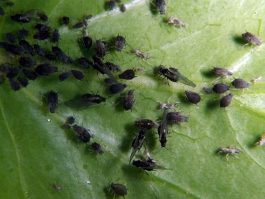 ����� ������ ���: ������ �� ������ ���� �� ����������������� ���������