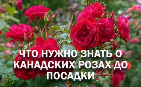������������ ����� � ��������� �����: ��� ������, � ��� ���������