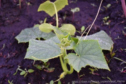 ��� �������� ��������� ��� ������� ���������� ��� � ����� ������