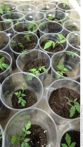 ������� ��������� ������: ��� ��������� ������� ����� �����