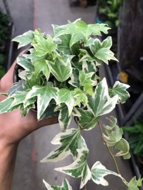 � ������� ������ �������: ��� ������������� ������������ � �����