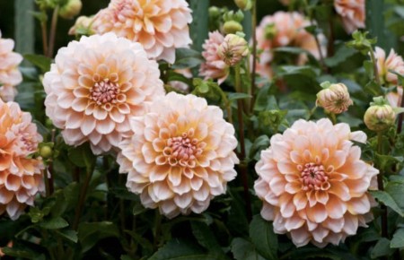 ��� ��������� ������������ ��������: ������� ������� � �����