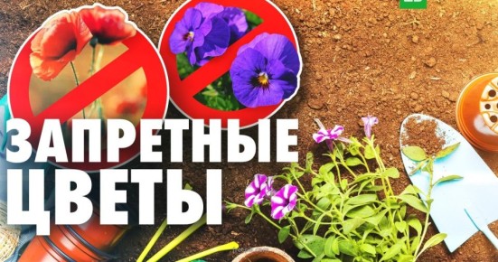 ��� ����� ����� �������� � ����� ������� �� �������� � 2026 ����