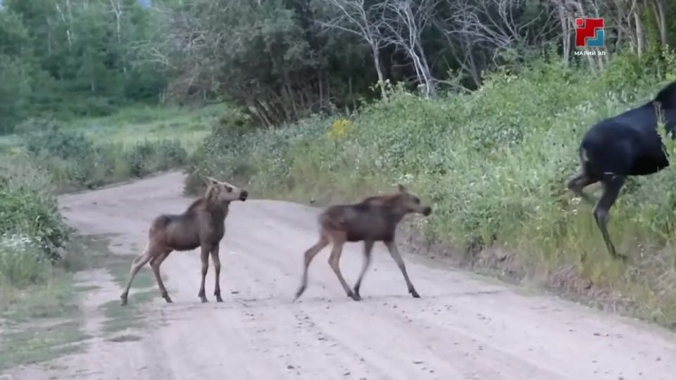 В конце весны водители всё чаще сталкиваются с дикими животными на дорогах