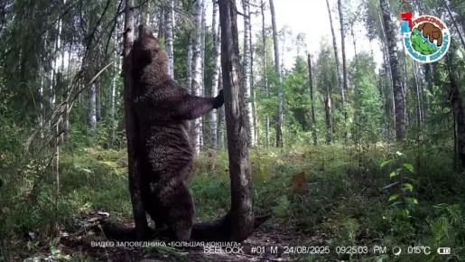 В заповедных лесах Марий Эл проснулись медведи